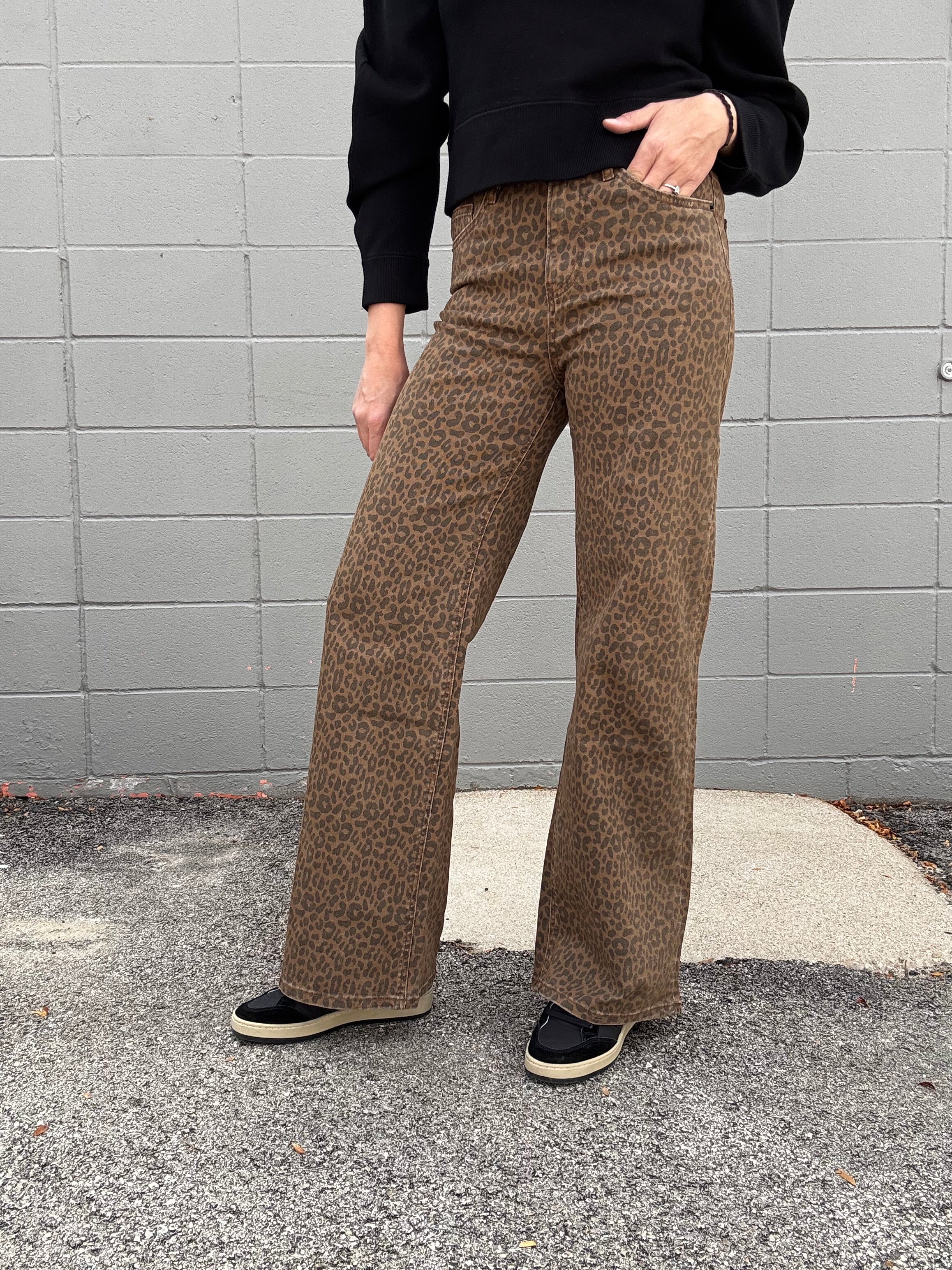 MICA SHR Brown Derby Cheetah